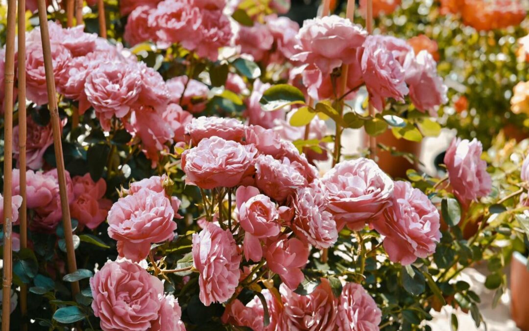 La Colle-sur-Loup : La fête de la Rose !